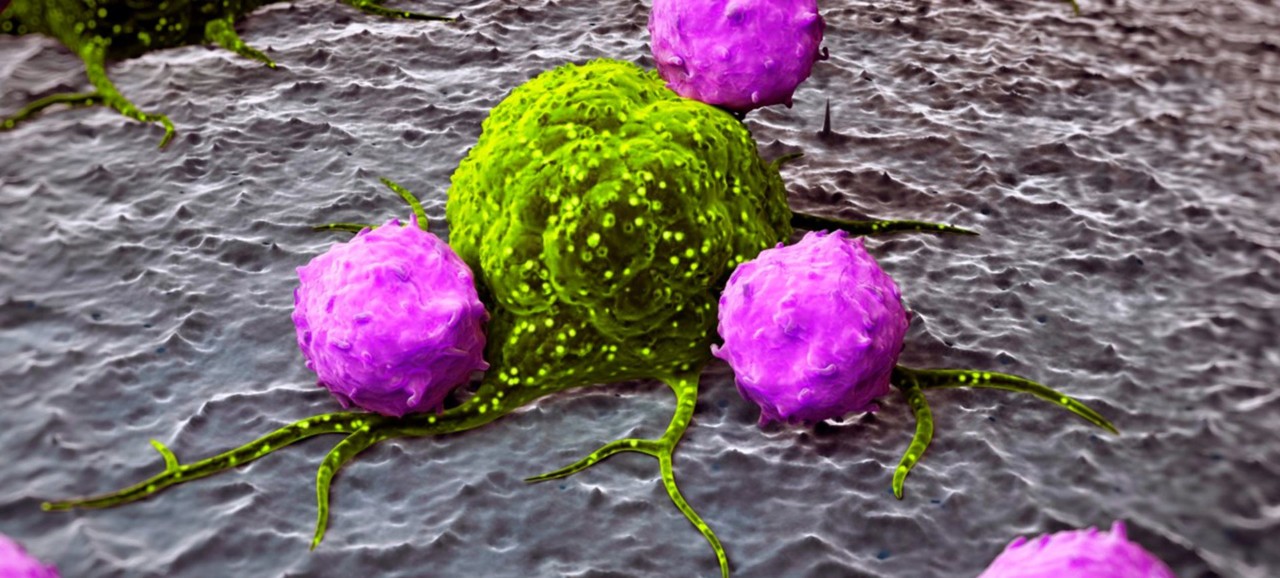 immunology illustration